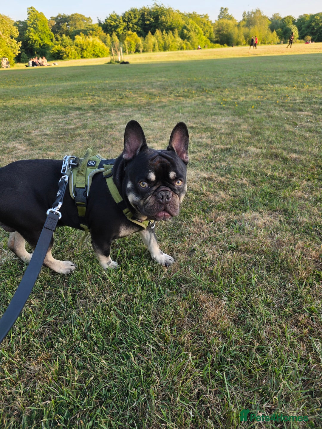 French Bulldog dogs for sale: Frenchbulldog puppies for sale - Image 6
