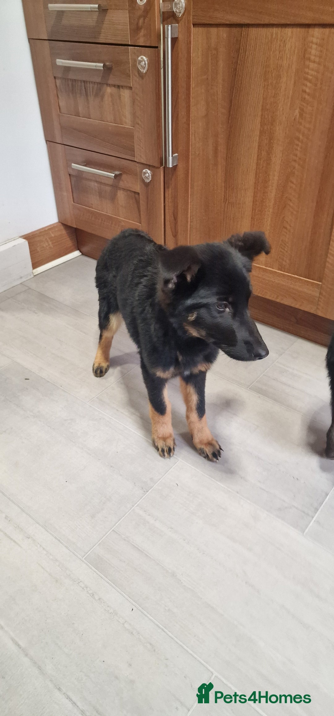 German Shepherd dogs for sale: German shepherd puppies - Advert 3