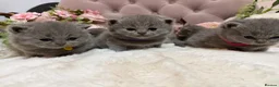 British Shorthair cats for sale: Beautiful Fluffy Chunky BSH Kittens  - Advert 27