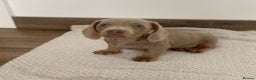 Miniature Dachshund dogs for stud: KC Reg Isabella & tan carrying long hair / pied in Welwyn - Advert 13