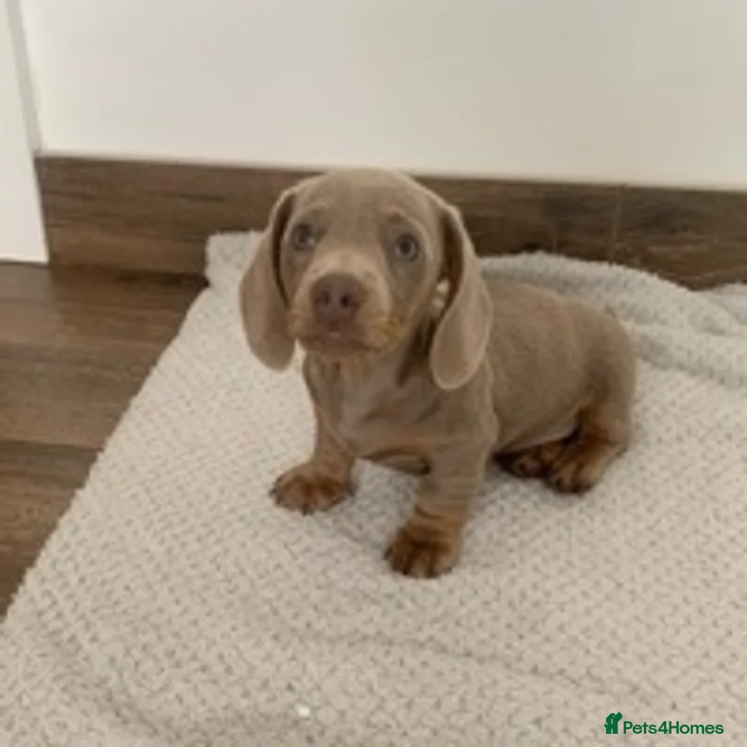 Miniature Dachshund dogs for stud: KC Reg Isabella & tan carrying long hair / pied in Welwyn - Advert 13