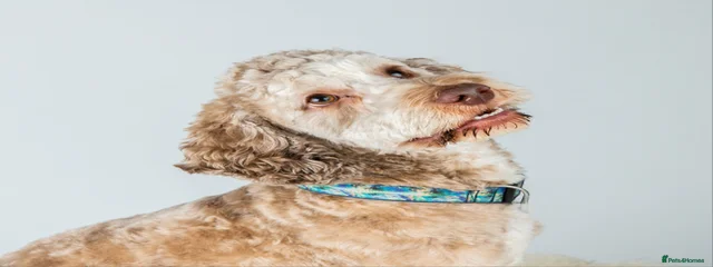 Buddy