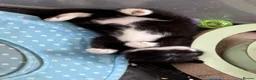 Mixed Breed cats for sale: Beautiful tuxedo kittens - Advert 5