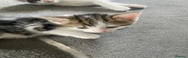Mixed Breed 3
