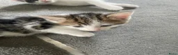 Mixed Breed cats for sale: tabby kittens - Advert 4