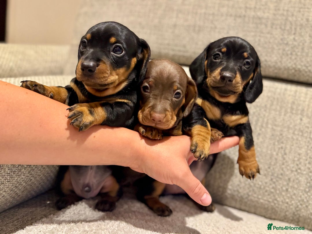 Miniature Dachshund dogs for sale: Mini miniature dachshund puppies  - Image 7