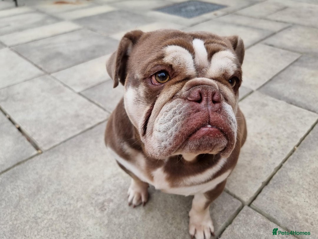 English Bulldog dogs for sale: 3 Year old Beautiful Chocolate and Tan Female - Image 1