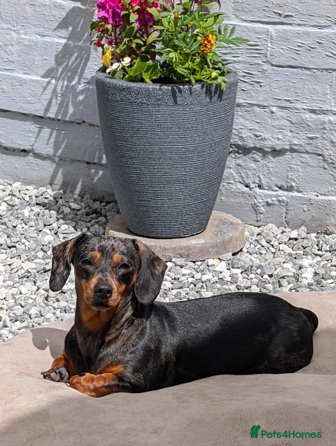 Miniature Dachshund dogs for sale: Silver dapple miniature dachshund  in Blackburn - Advert 3