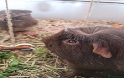 Guinea Pig rodents for sale: Guinea pig pair of calm males - Image 3
