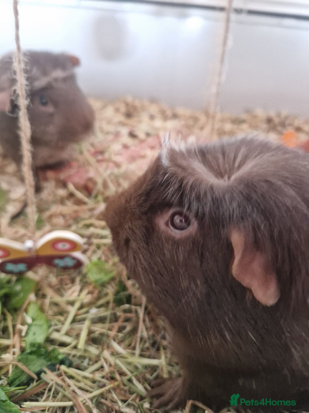Guinea Pig rodents for sale: Guinea pig pair of calm males - Image 3