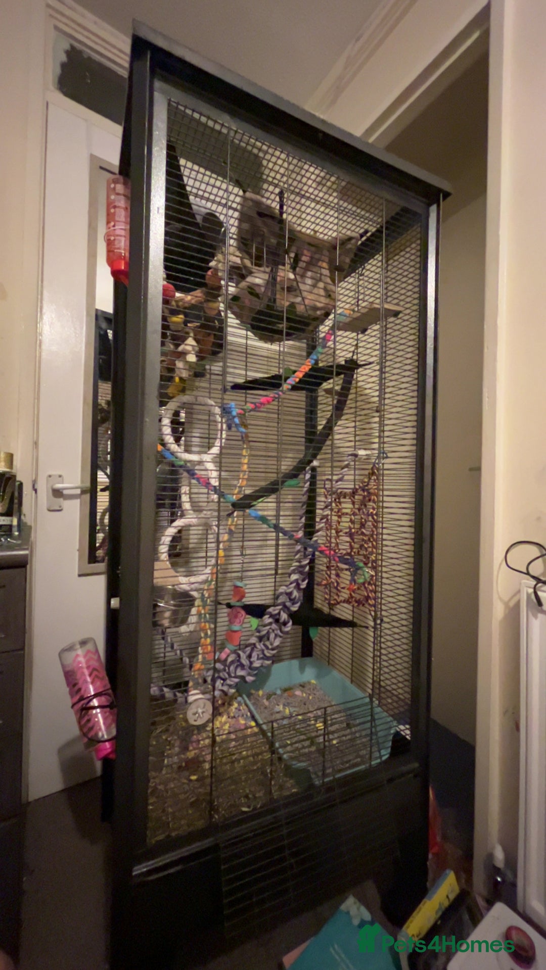 Rat rodents for sale: two rats  - Image 7