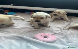 Labrador Retriever dogs for sale: Top Pedigree Labrador retriever puppies - Image 7