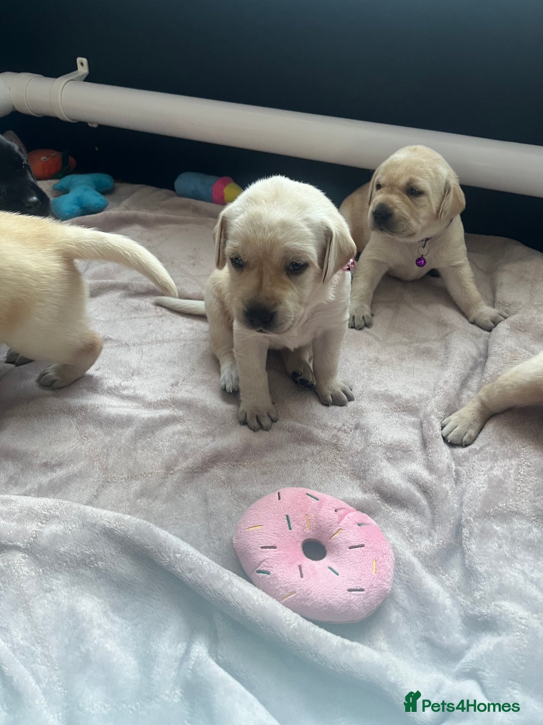 Labrador Retriever dogs for sale: Top Pedigree Labrador retriever puppies - Image 7