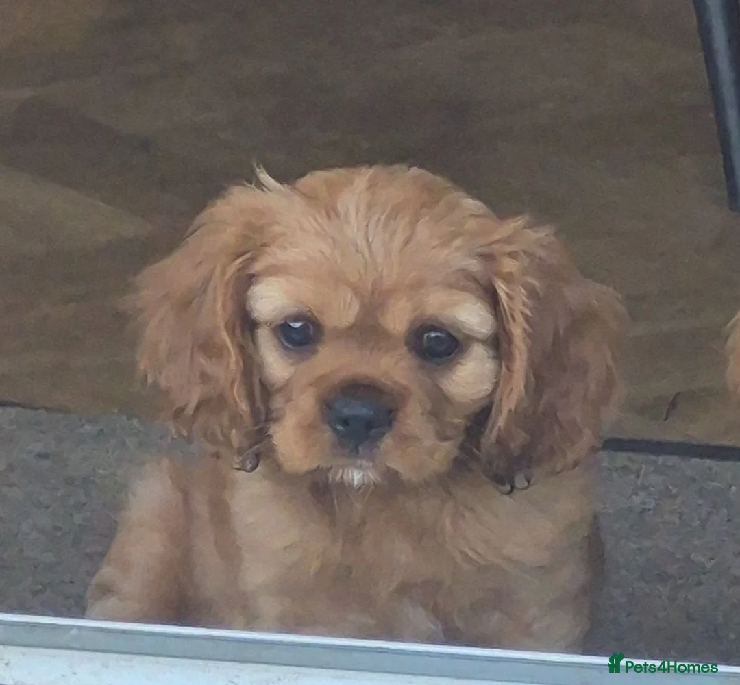 Cavalier King Charles Spaniel dogs for sale: STUNNING KC REG CAVALIER KING CHARLES PUPPIES  - Advert 2