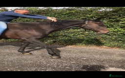 English Thoroughbred horses for sale: A big girl with huge heart to go far - Image 9
