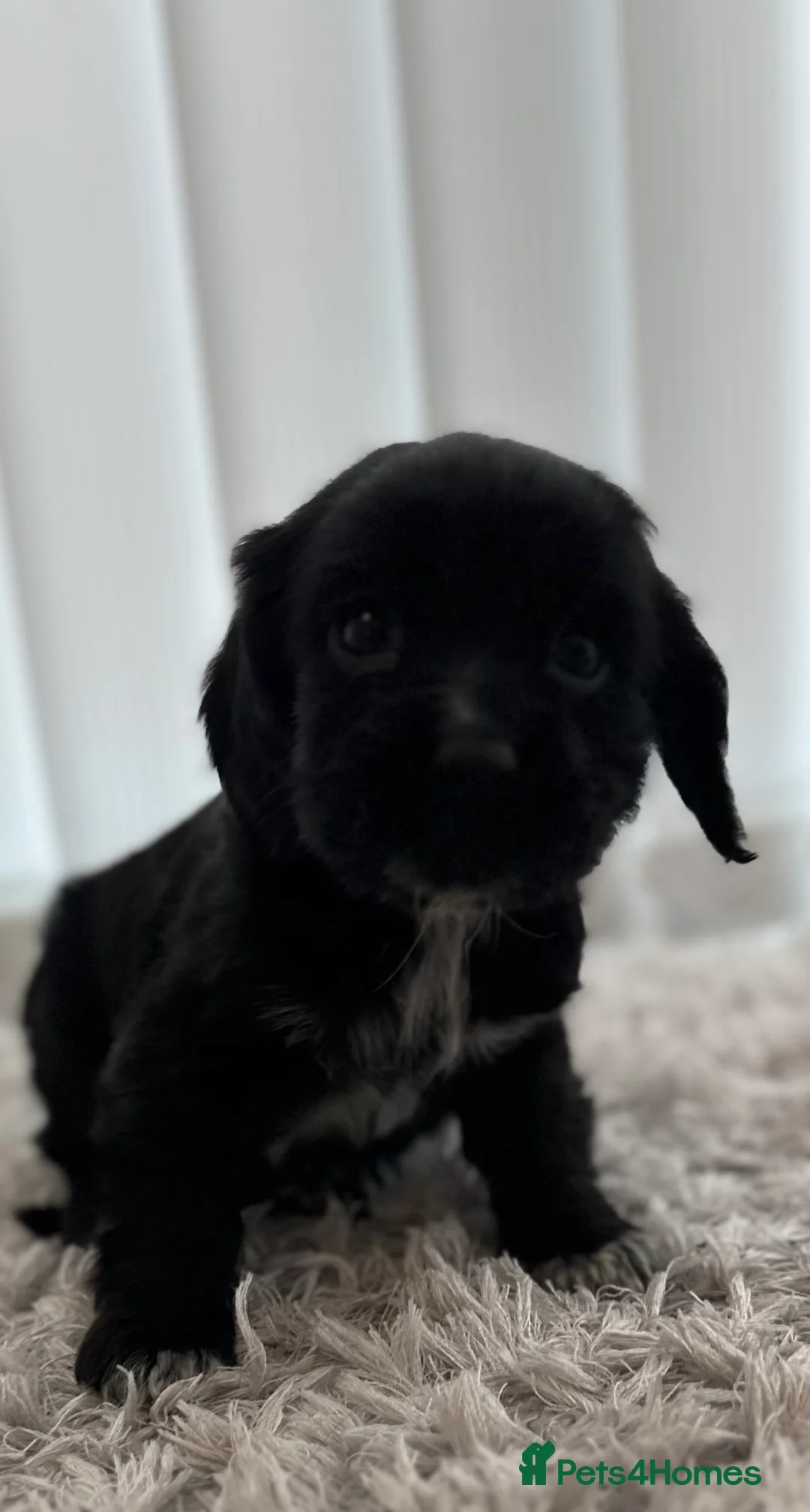 Cockalier dogs for sale: Cocker Spaniel Cavalier King Charles Puppy puppies - Advert 17