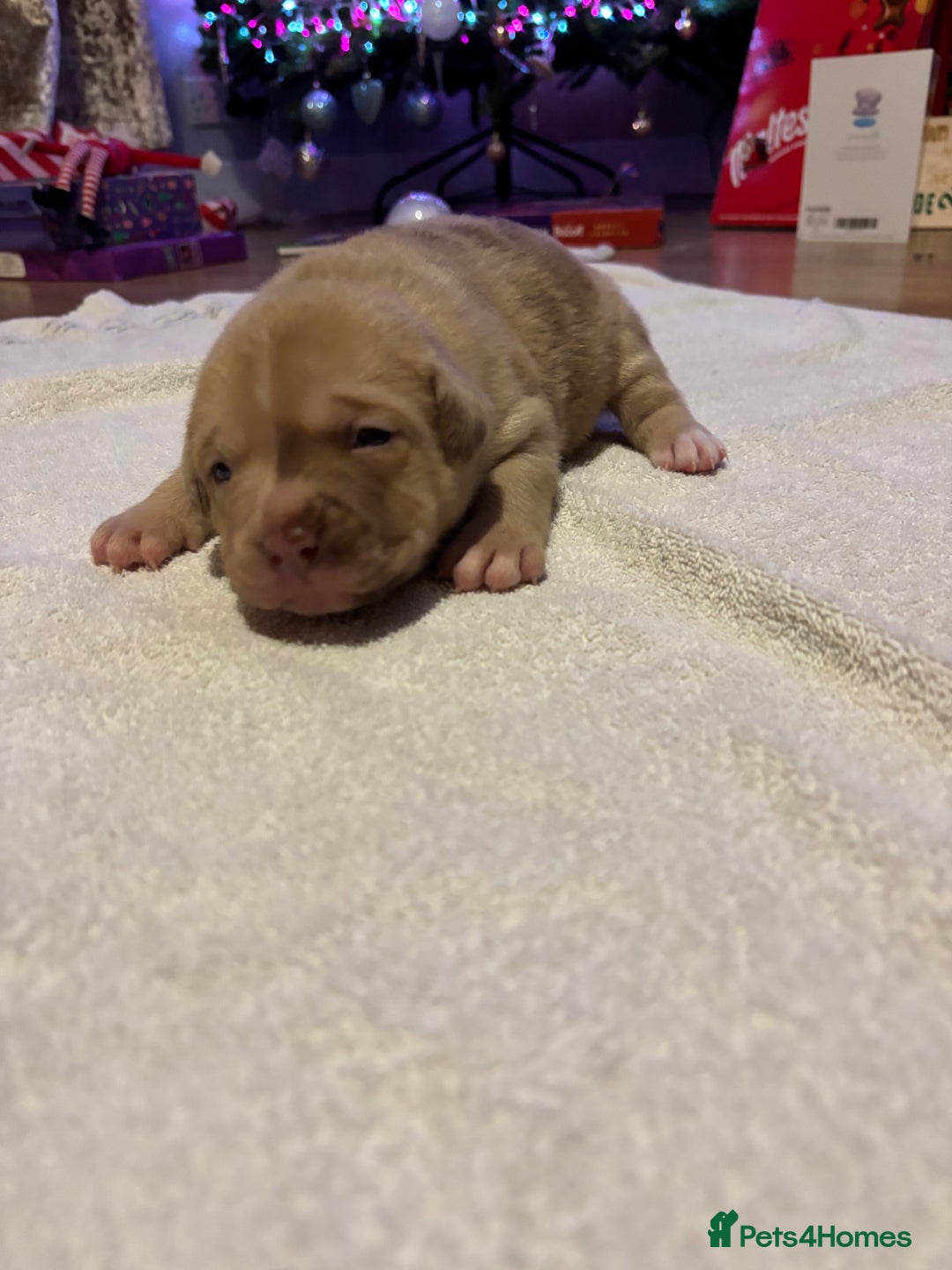 Staffordshire Bull Terrier dogs for sale: Staffy x puppy’s for sale  - Advert 9
