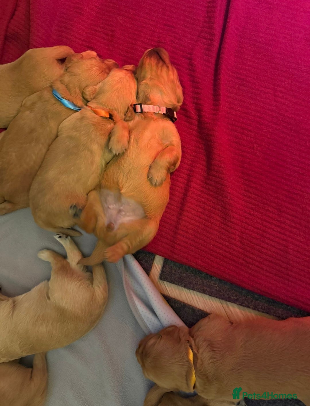 Golden Retriever dogs for sale: KC Registered Championship Line Golden Retrievers - Advert 17