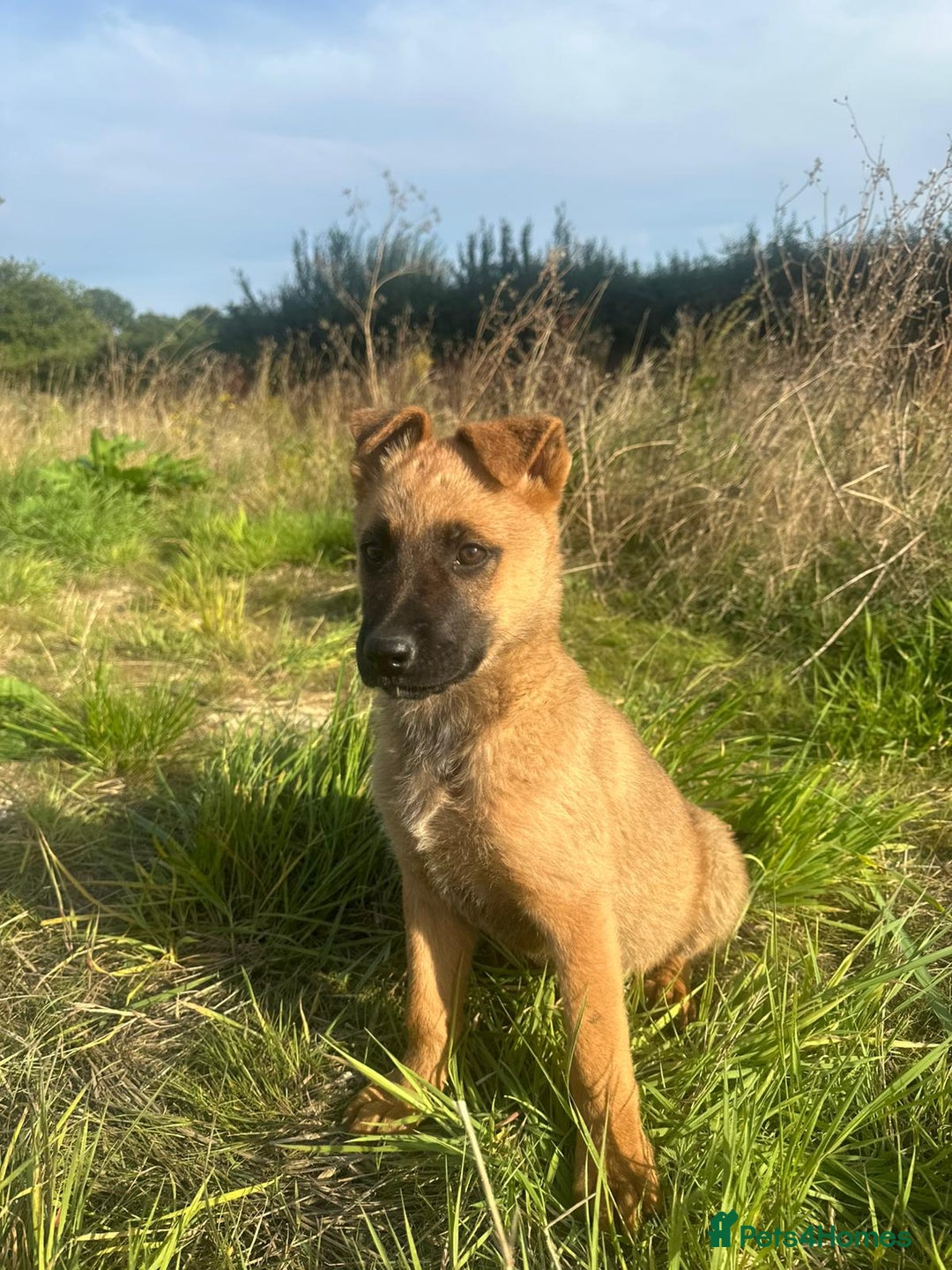 Mixed Breed dogs for sale: German shepherd x Belgian shepherd puppies - Image 23