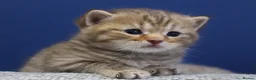 British Shorthair cats for sale: Gorgeous British Shorthair kittens Cute & Adorable - Advert 6