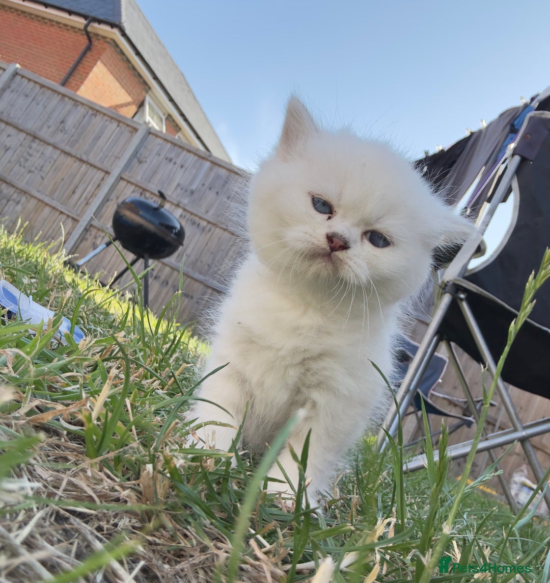 British Longhair cats for sale: 6 Adorable British ShortHair X LongHair kittens .  - Image 31