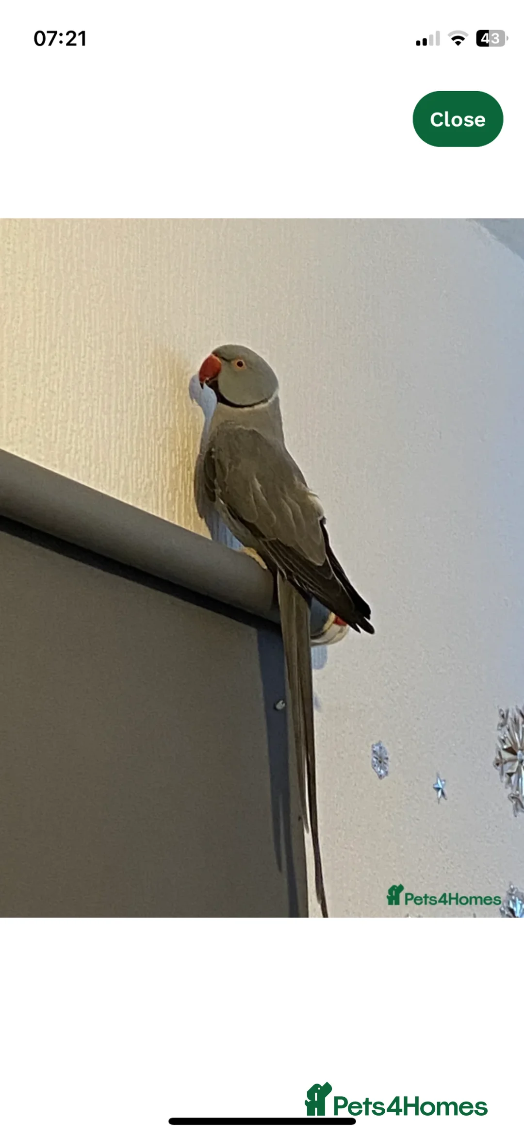 Ringnecks birds for sale: Bailey  - Advert 2