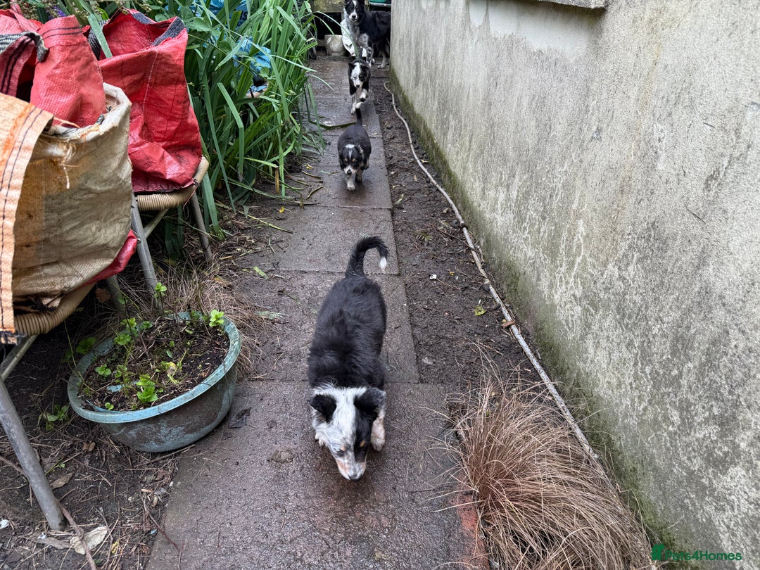 Border Collie dogs for sale: Border Collie Puppies  - Image 4