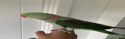 Parrots birds for sale: Tamed Alexandrine Parrot in Manchester - Advert 9