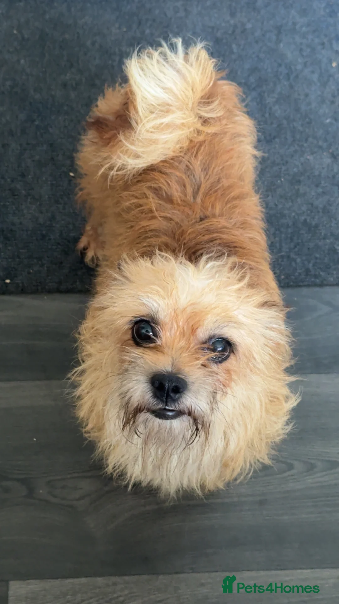 Mixed Breed dogs for sale: Cute puppy  - Advert 1