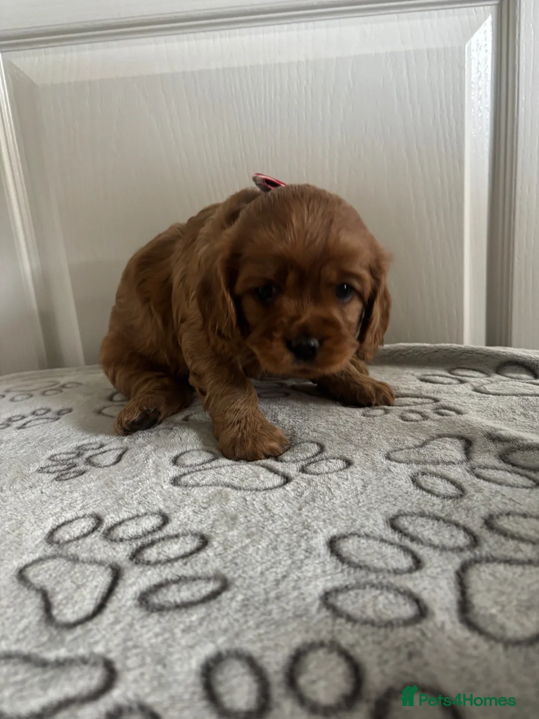 Cavapoo dogs for sale: Stunning full ruby cavapoo - Advert 2