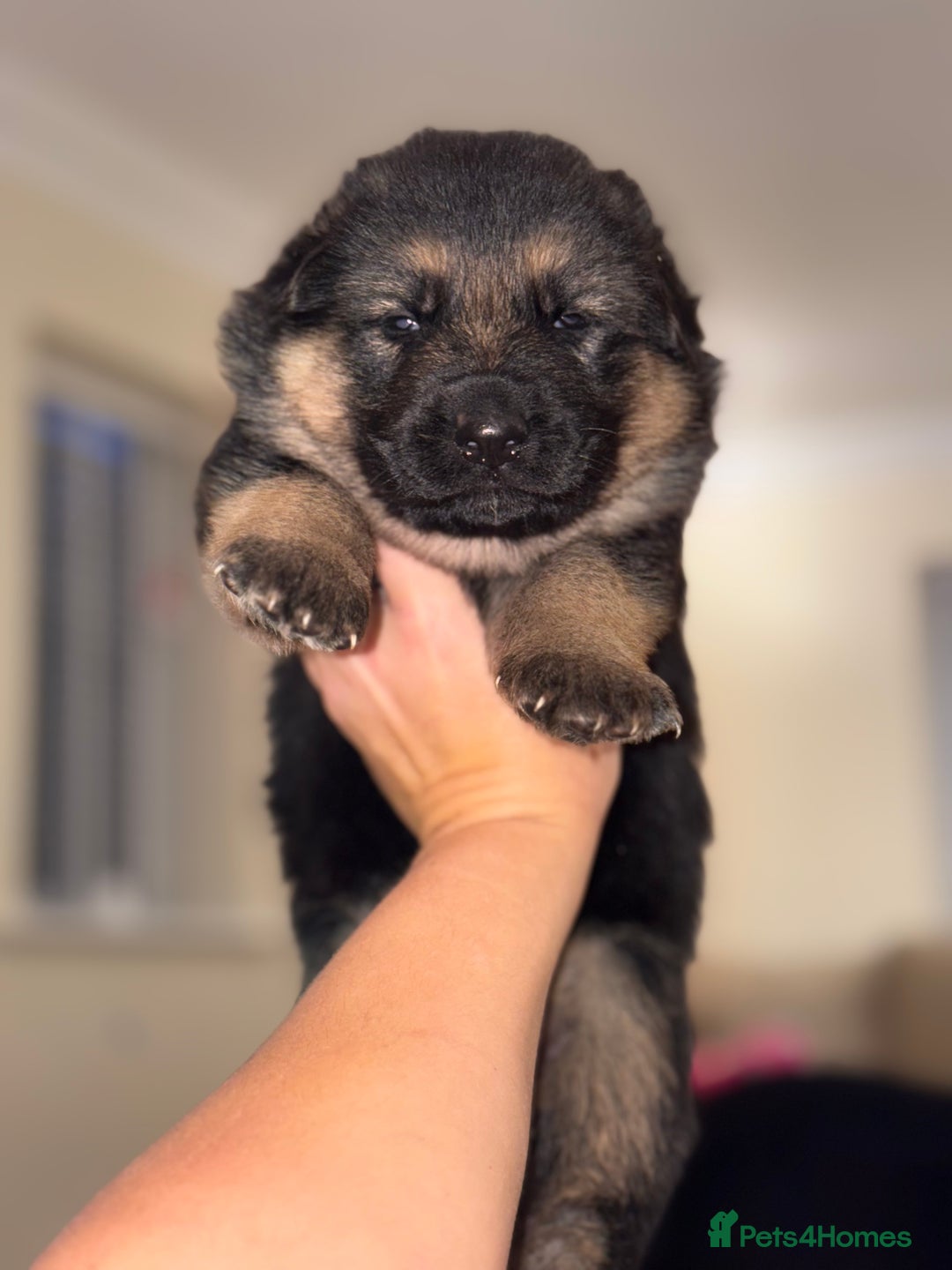 German Shepherd dogs for sale: Family reared GSD pups.  - Advert 35
