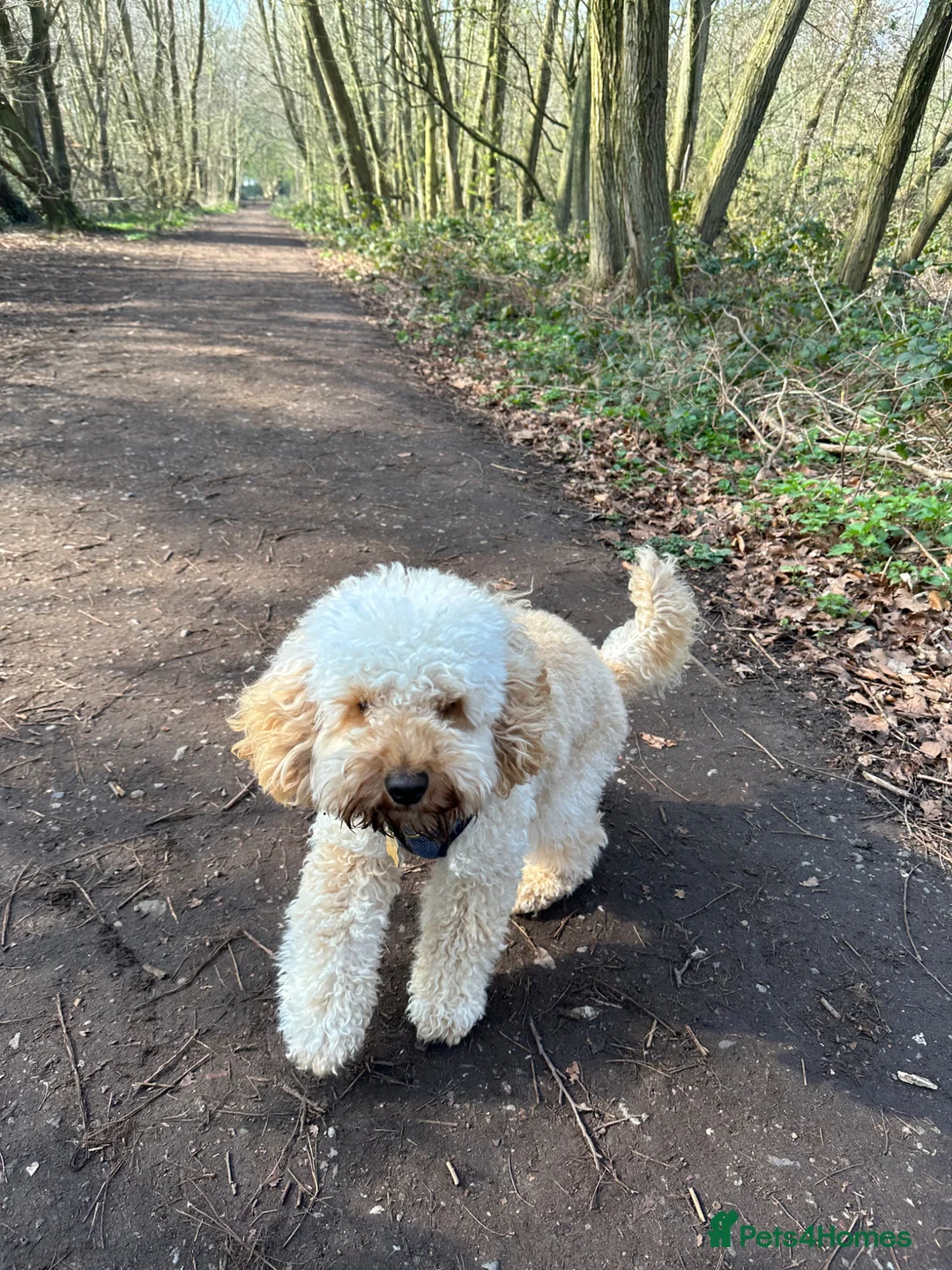 Cockapoo dogs for sale: Cockapoo Puppy 13 months - Advert 2