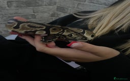 Python Snake reptiles for sale: Royal Python with tank - Image 1