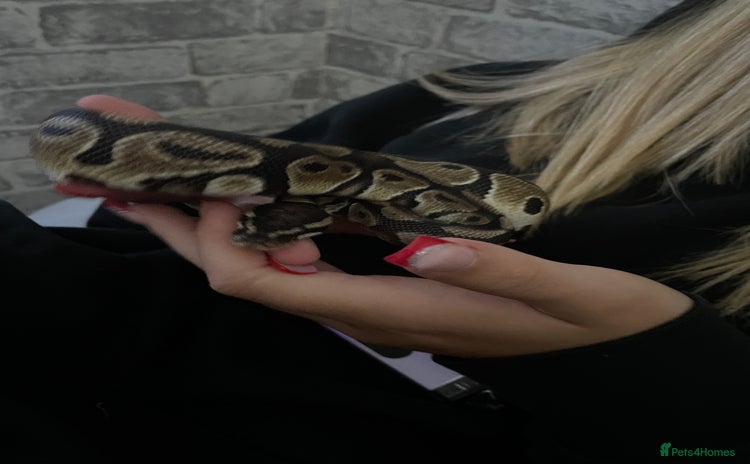 Python Snake reptiles - Advert 1