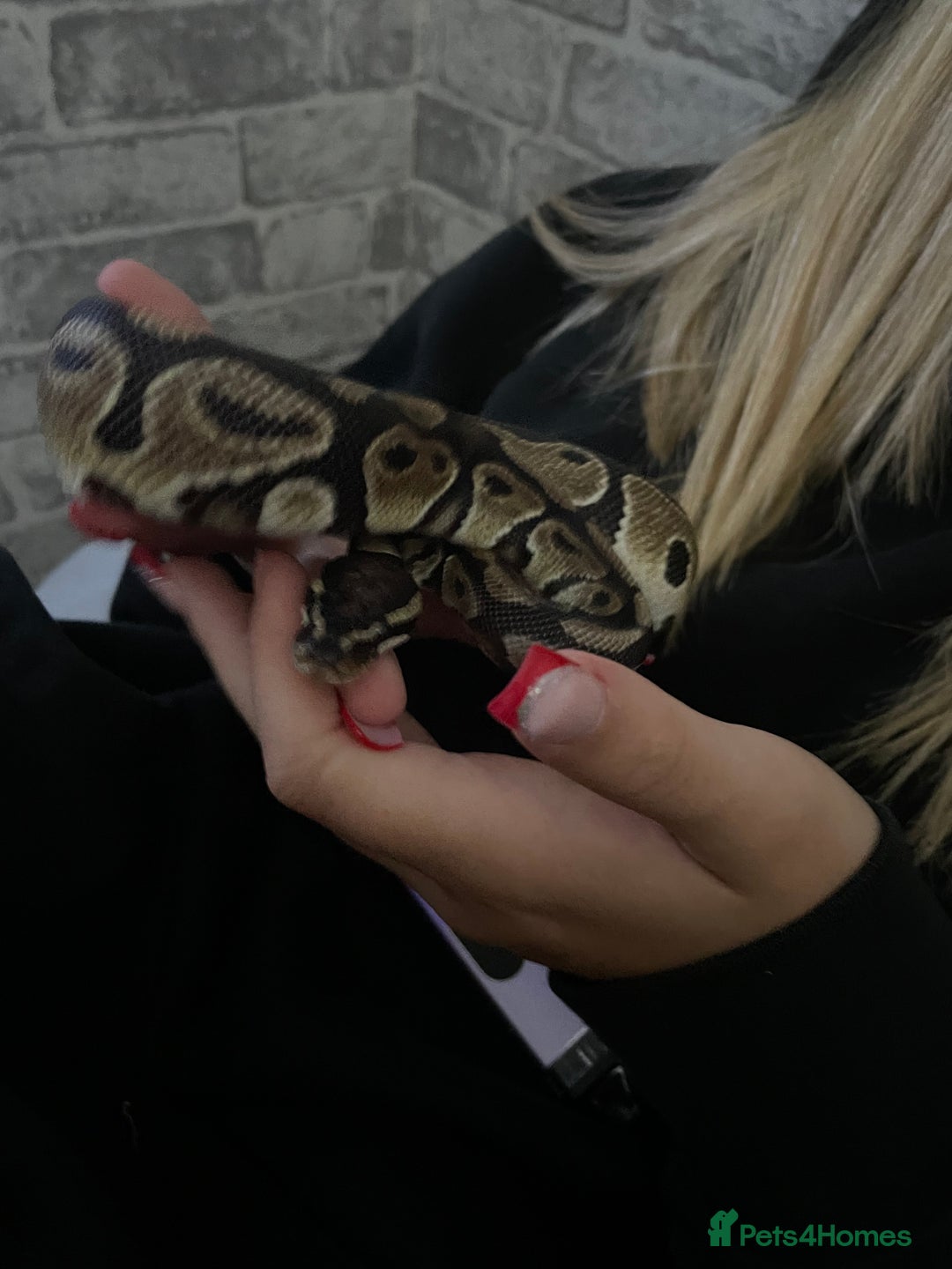 Python Snake reptiles for sale: Royal Python with tank - Image 1