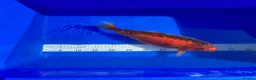 Koi Carp fish for sale: Mixed Koi in Yarm - Advert 1