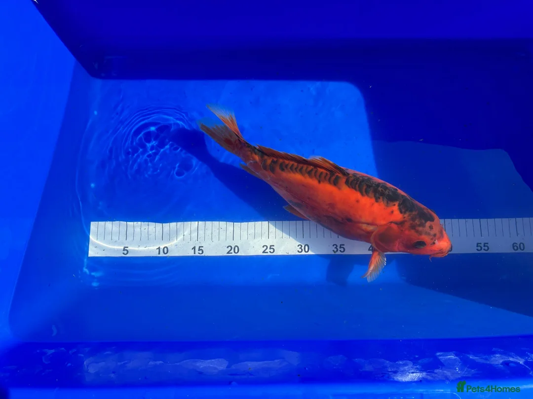 Koi Carp fish for sale: Mixed Koi in Yarm - Advert 1