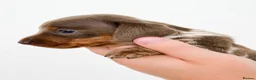 Miniature Dachshund dogs for sale: 🐾 Beautiful KC mini dachshund pups ready 25/07  - Advert 16