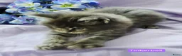 Maine Coon cats for sale: Mainecoons ready now - Advert 12