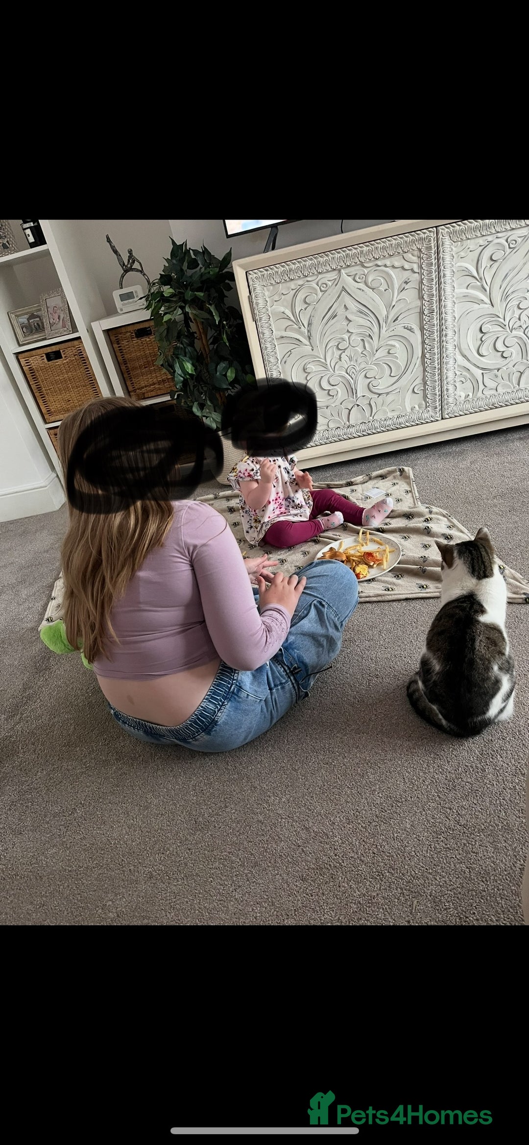 Mixed Breed cats for sale: Female cat  - Advert 3