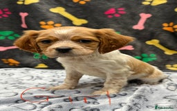 Brittany Spaniel dogs for sale: Britney spaniel  - Image 2