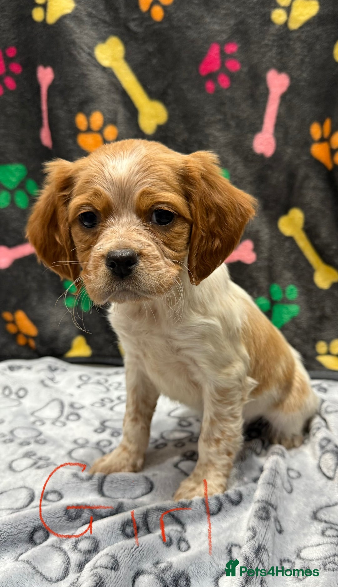 Brittany Spaniel dogs for sale: Britney spaniel  - Image 2
