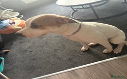 American Bulldog dogs for sale: 7 month old full breed American Bulldog - Image 6