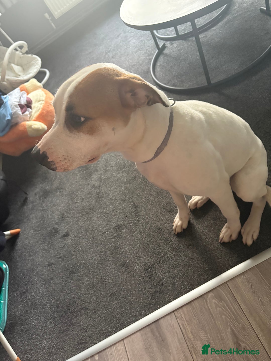 American Bulldog dogs for sale: 7 month old full breed American Bulldog - Image 6