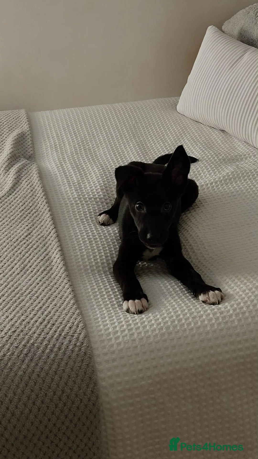 Mixed Breed dogs for sale: 10 month old puppy Luna needs rehoming in Glasgow - Advert 2