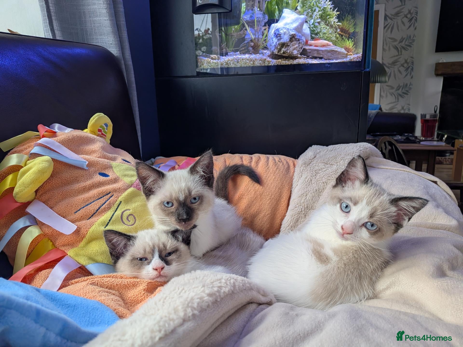 Ragamese cats Beautiful gentle  - Advert 12