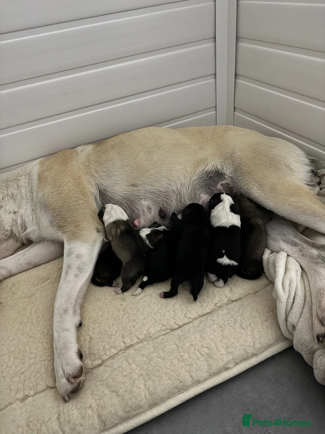 Mixed Breed dogs for sale: Mother is akita x staff father is full Akita - Advert 7