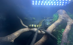 Python Snake reptiles for sale: Jungle Carpet Python and Full Setup - Image 3