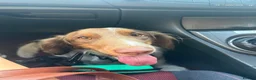 Dachshund dogs for sale: Dacshund 1.5Years old Male - Advert 15