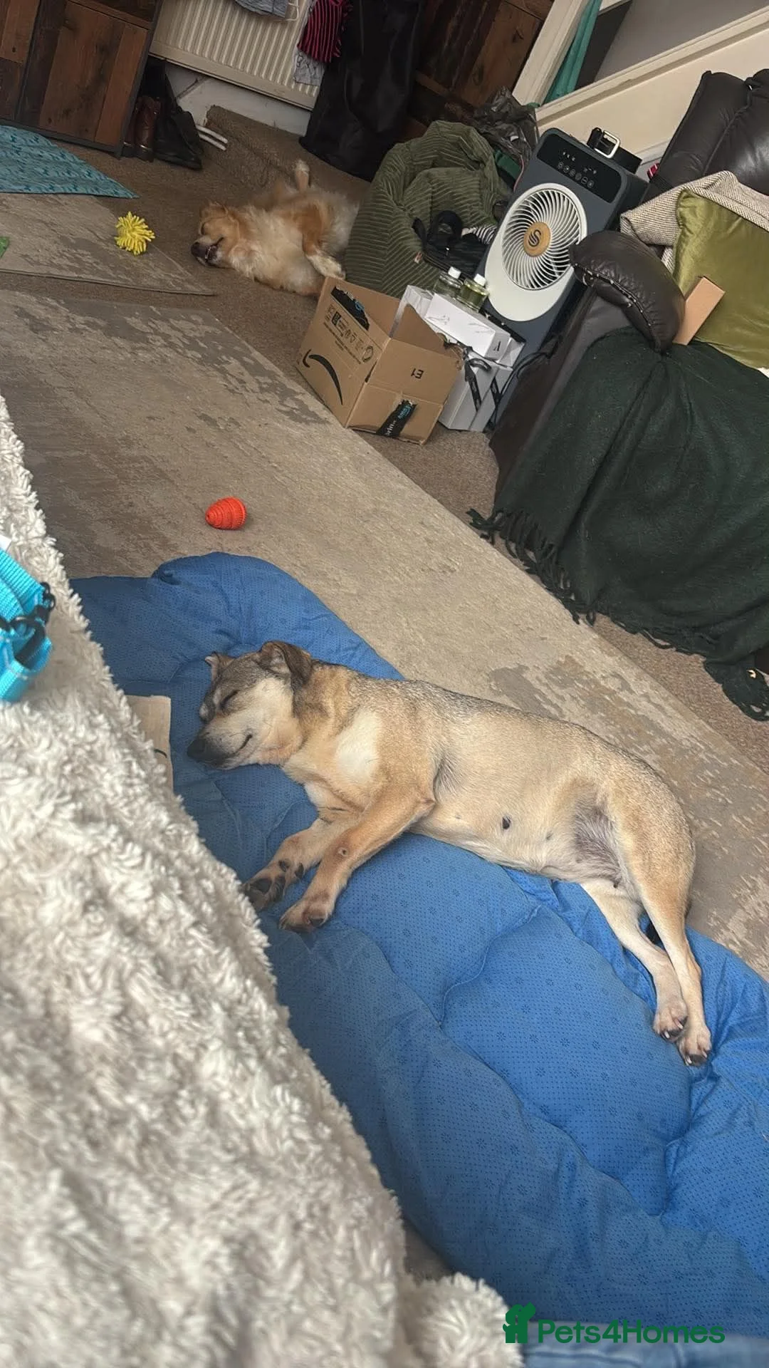 Mixed Breed dogs for adoption: Dawn for adoption in Leigh-on-Sea - Advert 2